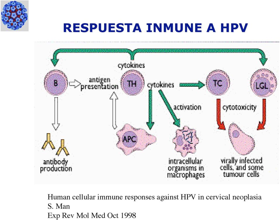 against HPV in cervical
