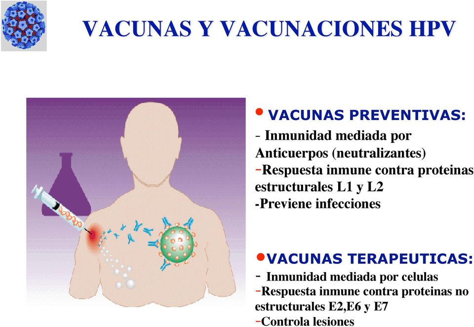 L1 y L2 -Previene infecciones VACUNAS TERAPEUTICAS: - Inmunidad mediada por