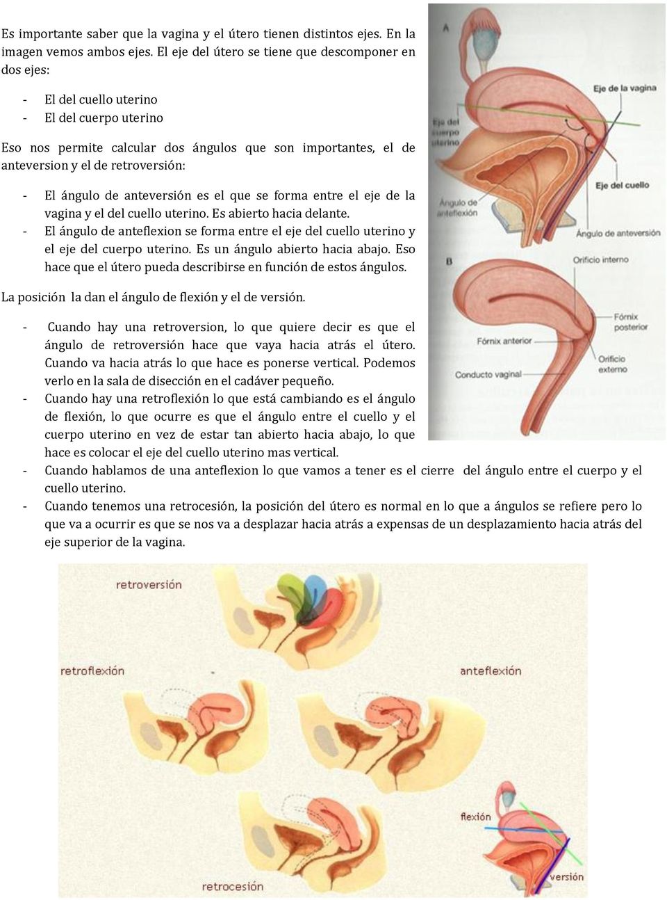 retroversión: - El ángulo de anteversión es el que se forma entre el eje de la vagina y el del cuello uterino. Es abierto hacia delante.