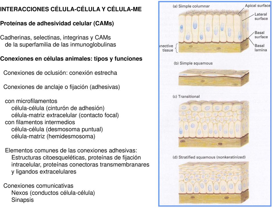 célula-matriz extracelular (contacto focal) con filamentos intermedios célula-célula (desmosoma puntual) célula-matriz (hemidesmosoma) Elementos comunes de las conexiones adhesivas: