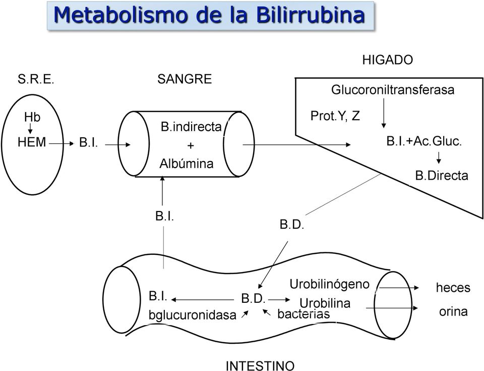 I. B.indirecta + Albúmina Prot.Y, Z B.I.+Ac.Gluc.