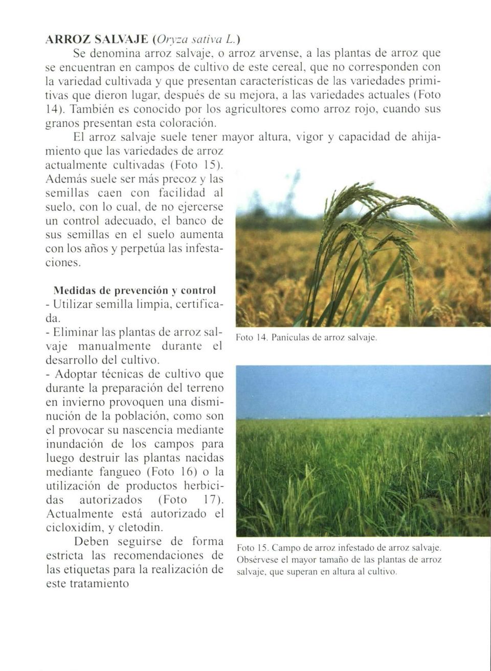 características de las variedades primitivas que dieron lugar, después de su mejora, a las variedades actuales (Foto 14).