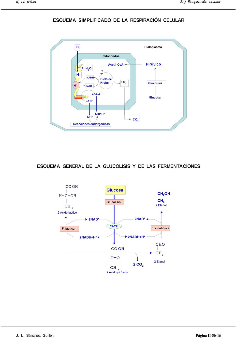 GLUCLISIS Y DE LAS FERMENTACINES Glucosa Glucolisis C 2 C 3 2 Etanol 2 Ácido láctico 2NAD + 2NAD + 2 F.