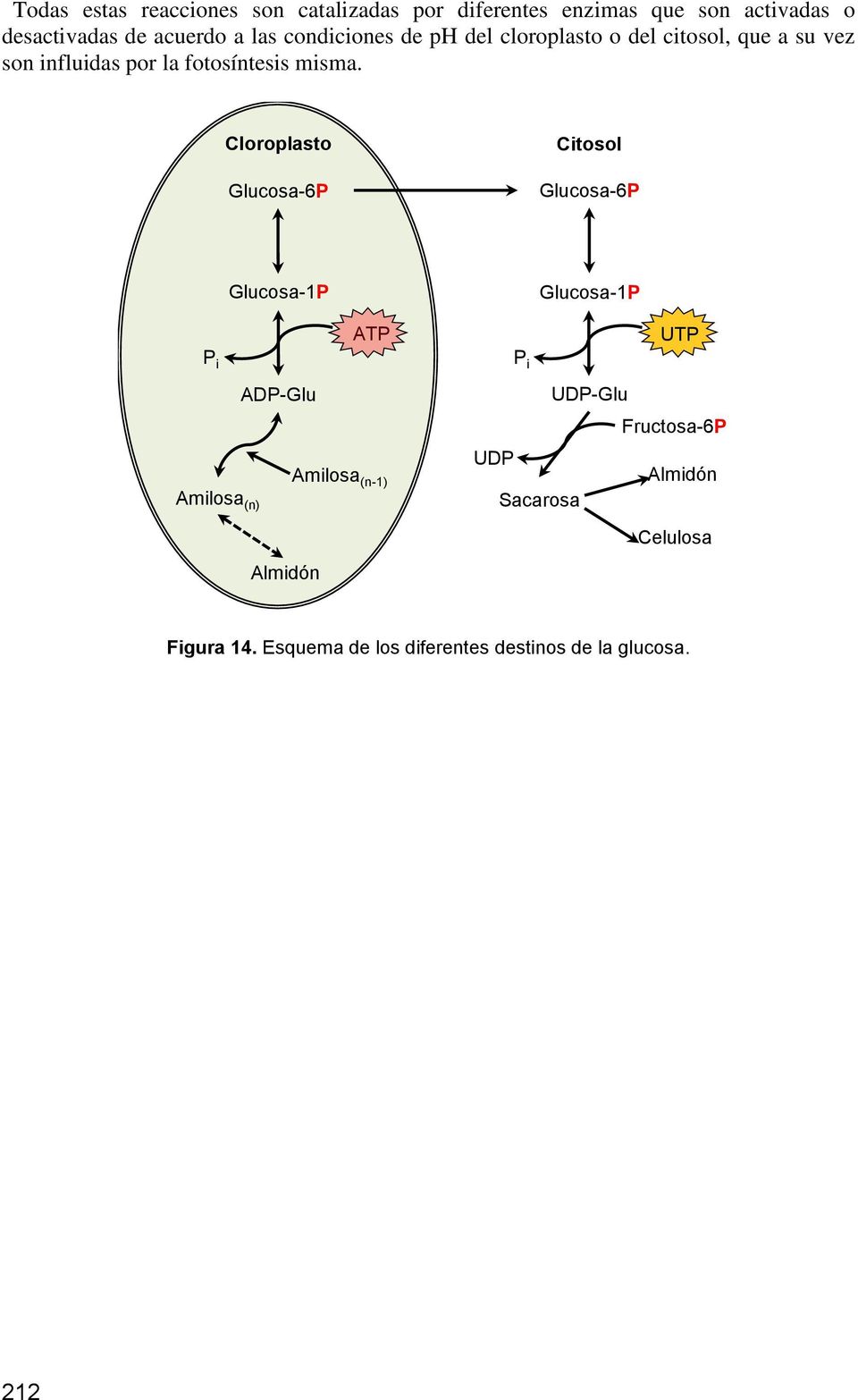 Cloroplasto Glucosa-6P Citosol Glucosa-6P Glucosa-1P Glucosa-1P P i ATP P i UTP Amilosa (n) ADP-Glu Amilosa