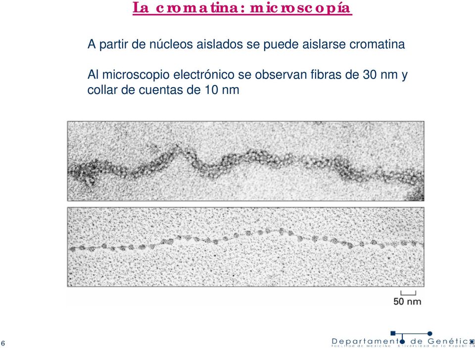 cromatina Al microscopio electrónico se