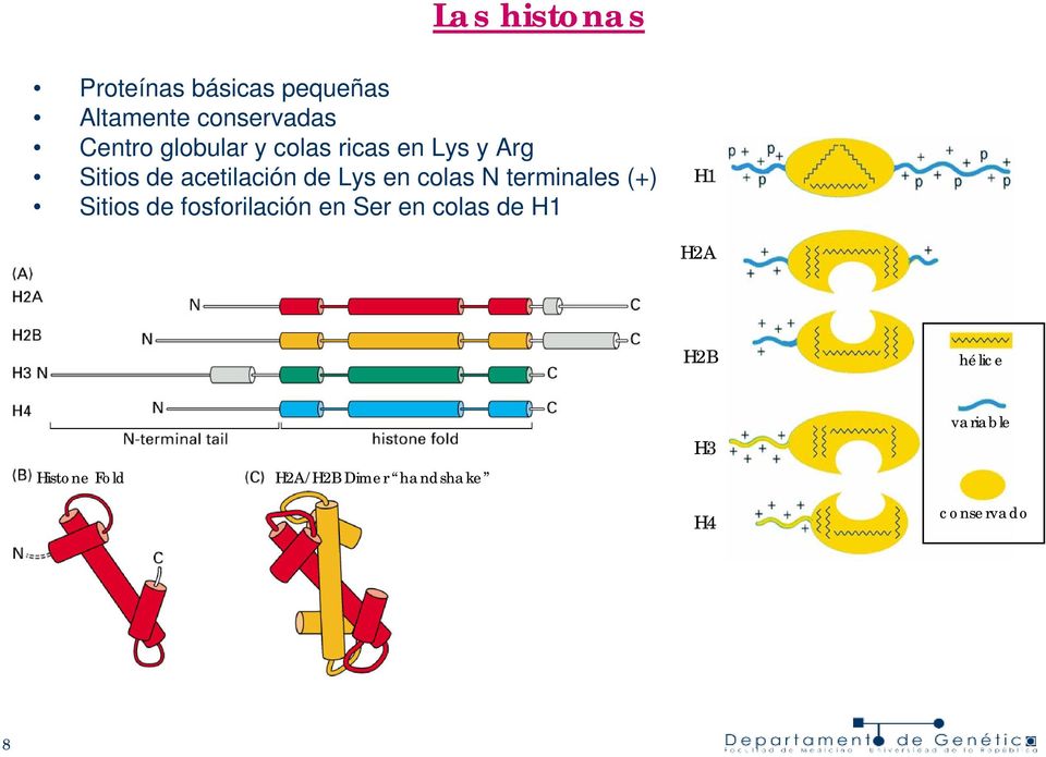 colas N terminales (+) Sitios de fosforilación en Ser en colas de H1 H1