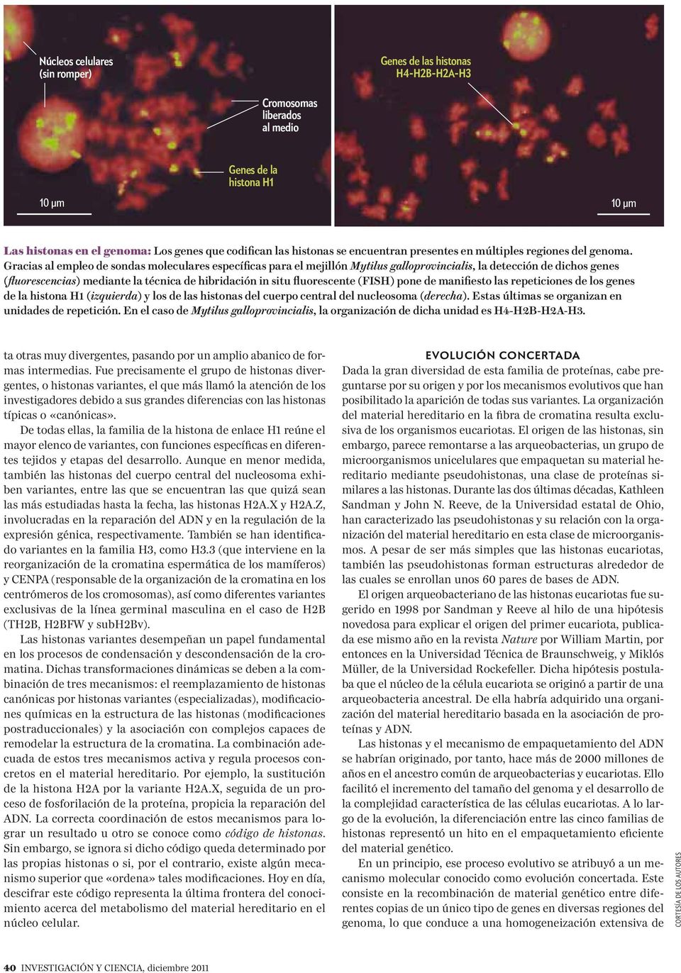 Gracias al empleo de sondas moleculares específicas para el mejillón Mytilus galloprovincialis, la detección de dichos genes (fluorescencias) mediante la técnica de hibridación in situ fluorescente