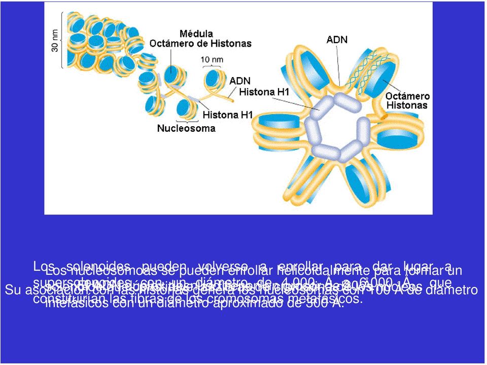 Å que Su asociación solenoide con que las constituye histonas genera las fibras los de nucleosomas cromatina de con