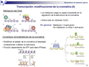 -Modificaciones a nivel de la transcripción La transcripción comienza con una modificación de la cromatina, el ADN está unido a unas proteínas, las histonas, formando los nucleosomas.
