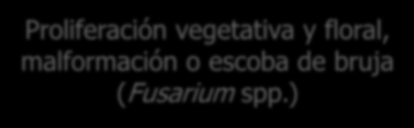 mangiferae) Proliferación vegetativa y