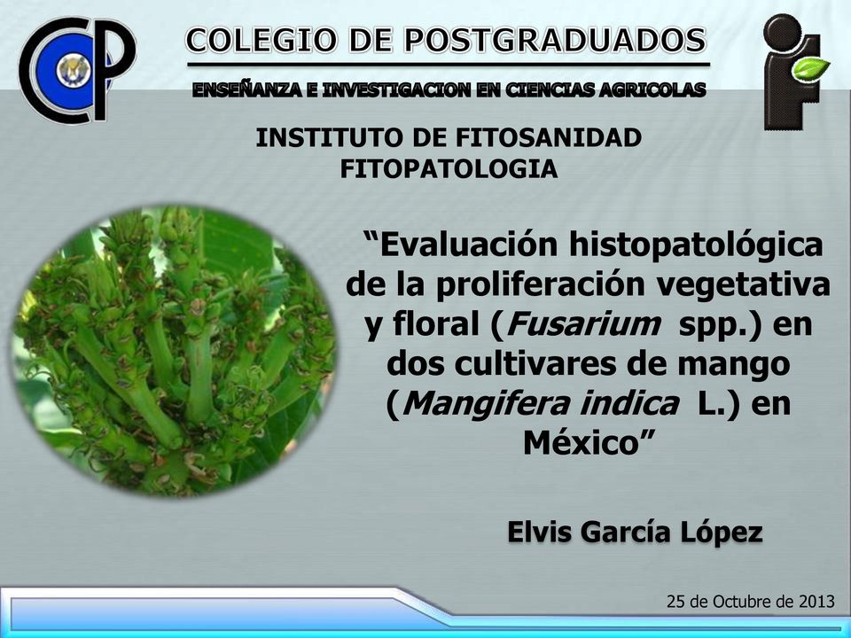 (Fusarium spp.