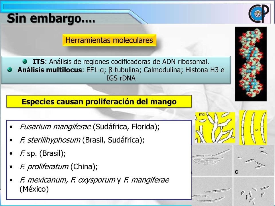 proliferación del mango Fusarium mangiferae (Sudáfrica, Florida); F.