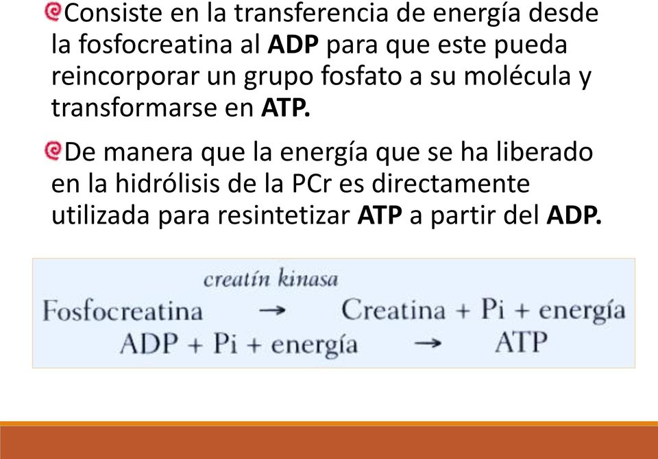 transformarse en ATP.