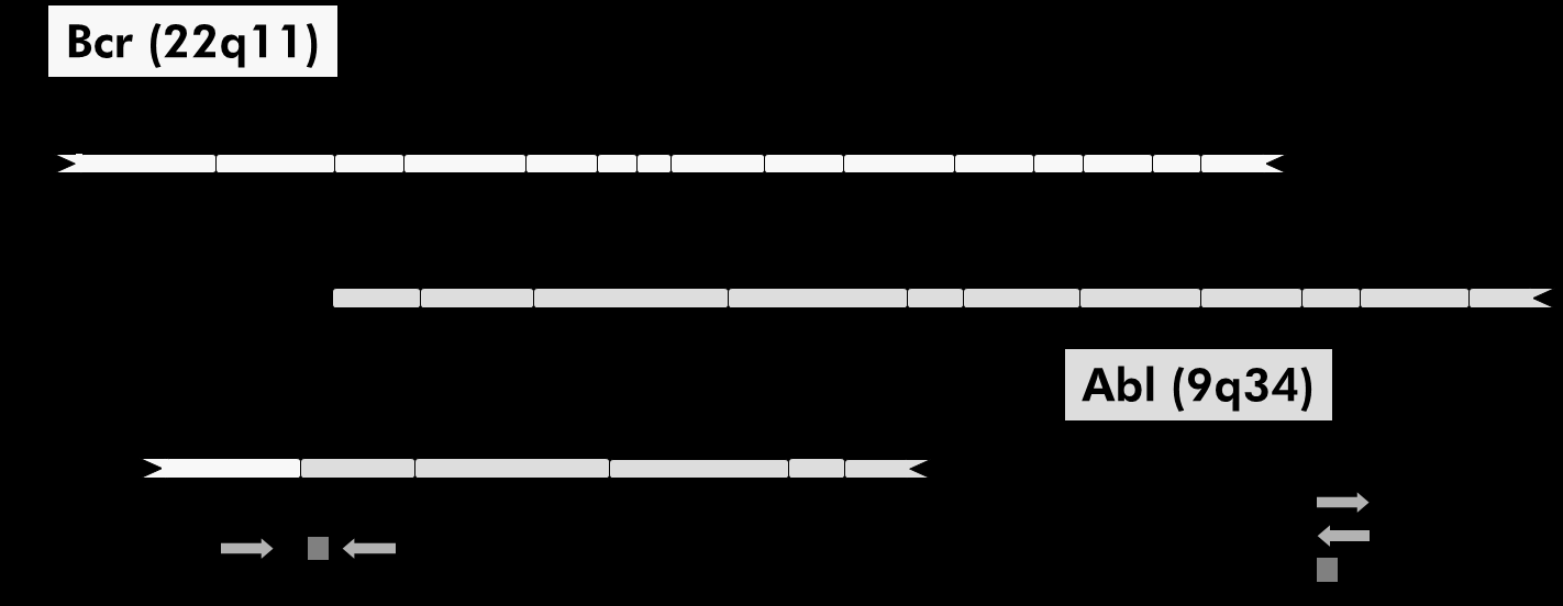 Tipo e1-a2 Primer directo Primer inverso Sonda Diagrama esquemático del transcrito del gen de fusión BCR-ABL mbcr cubierto por el conjunto de primers y sonda de qpcr: ENF402 ENP541 ENR561.