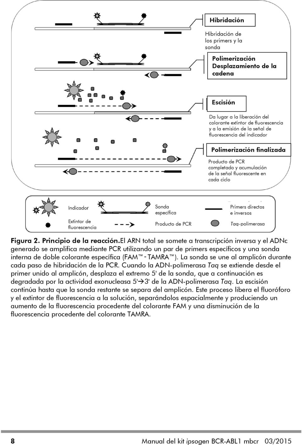 PCR Primers directos e inversos Taq-polimerasa Figura 2. Principio de la reacción.