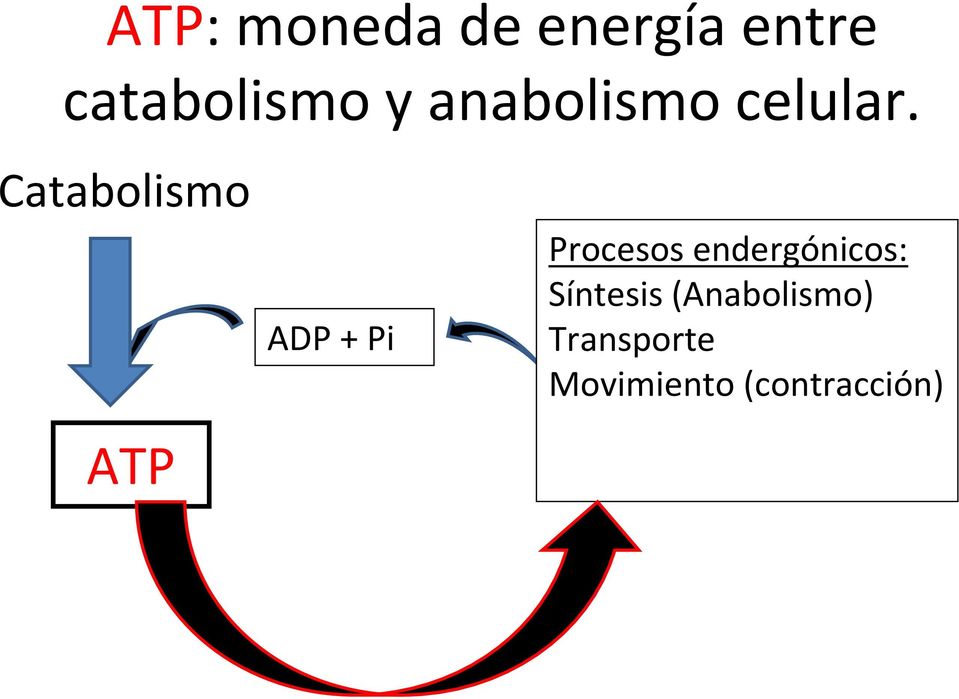 Catabolismo ATP ADP + Pi Procesos