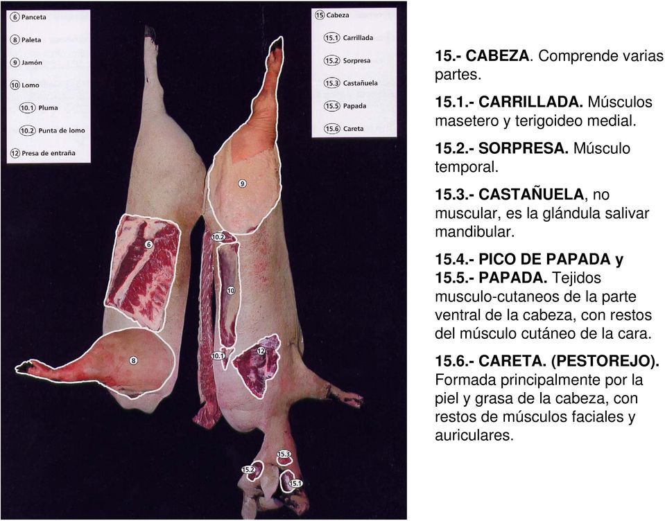 Tejidos musculo-cutaneos de la parte ventral de la cabeza, con restos del músculo cutáneo de la cara. 15.6.- CARETA.
