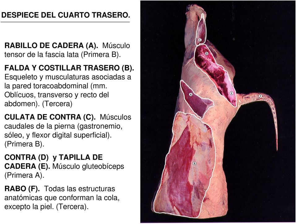 (Tercera) CULATA DE CONTRA (C). Músculos caudales de la pierna (gastronemio, sóleo, y flexor digital superficial). (Primera B).
