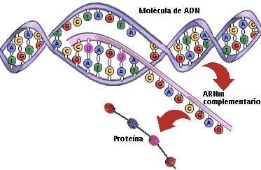 6. La expresión de la información genética Transcripción: copiar la información del ADN en una molécula de ARNm. En el núcleo en eucariotas.