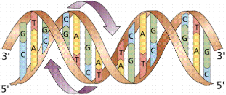1. Los ácidos nucleicos ADN Se localiza en núcleo, mitocondrias y cloroplastos de célula eucariota.