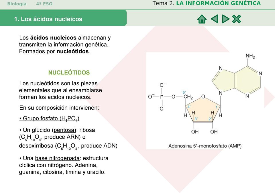NUCLEÓTIDOS Los nucleótidos son las piezas elementales que al ensamblarse forman los ácidos nucleicos.