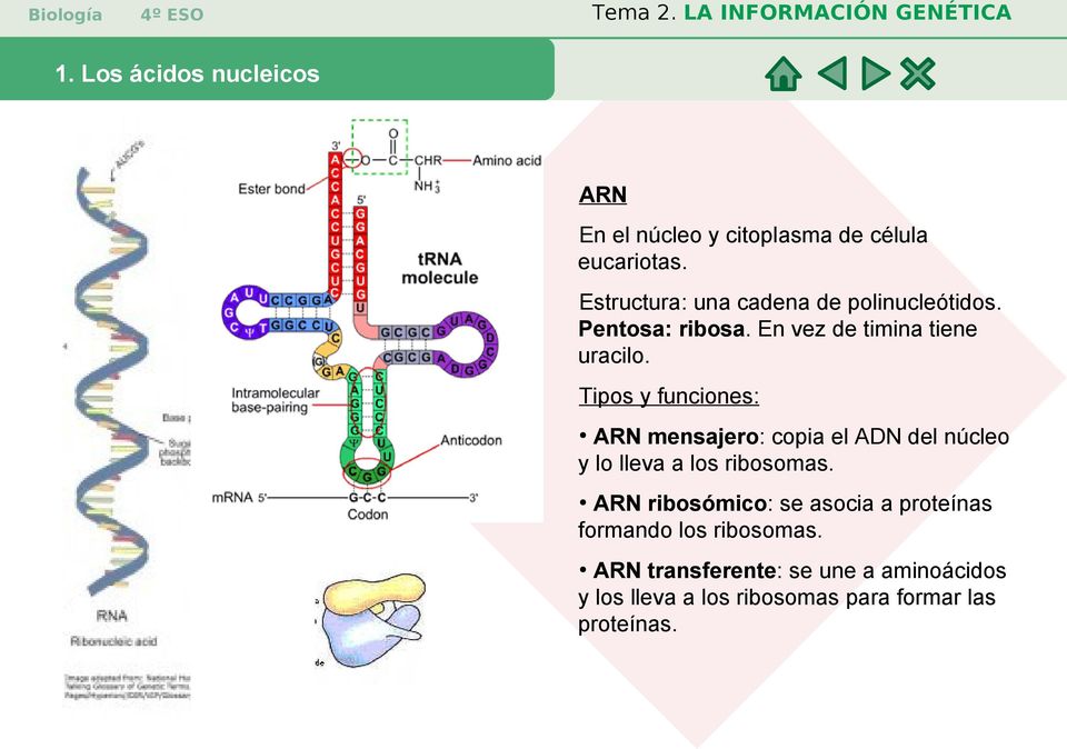 Tipos y funciones: ARN mensajero: copia el ADN del núcleo y lo lleva a los ribosomas.
