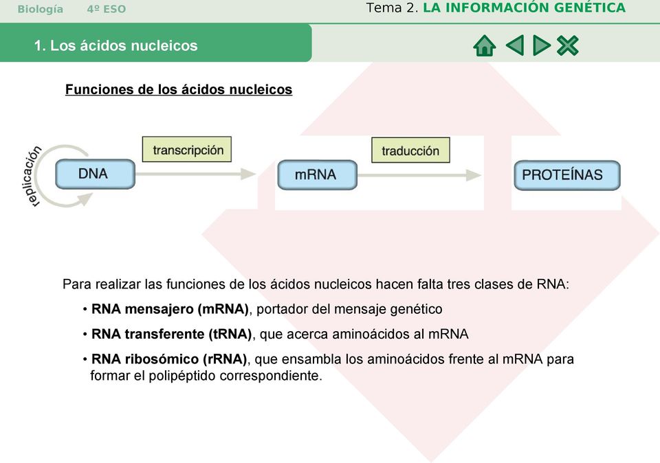 mensaje genético RNA transferente (trna), que acerca aminoácidos al mrna RNA ribosómico