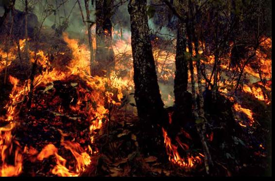 CCRB/Conabio y adaptación al cambio climático Metas de la CCRB en el Programa Especial de Cambio Climático 25,000 hectáreas anuales integradas al manejo sustentable Reducción del fuego