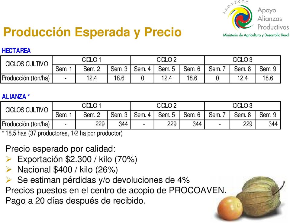 7 Sem. 8 Sem. 9 Producción (ton/ha) - 229 344-229 344-229 344 * 18,5 has (37 productores, 1/2 ha por productor) Precio esperado por calidad: Exportación $2.