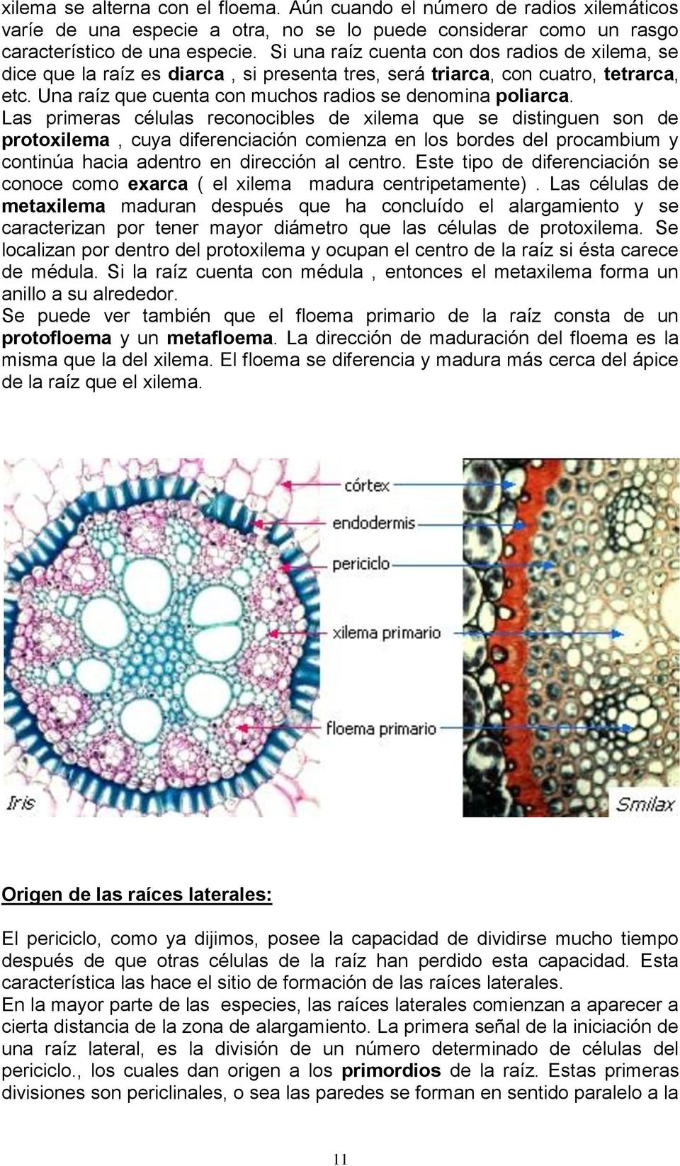 Las primeras células reconocibles de xilema que se distinguen son de protoxilema, cuya diferenciación comienza en los bordes del procambium y continúa hacia adentro en dirección al centro.