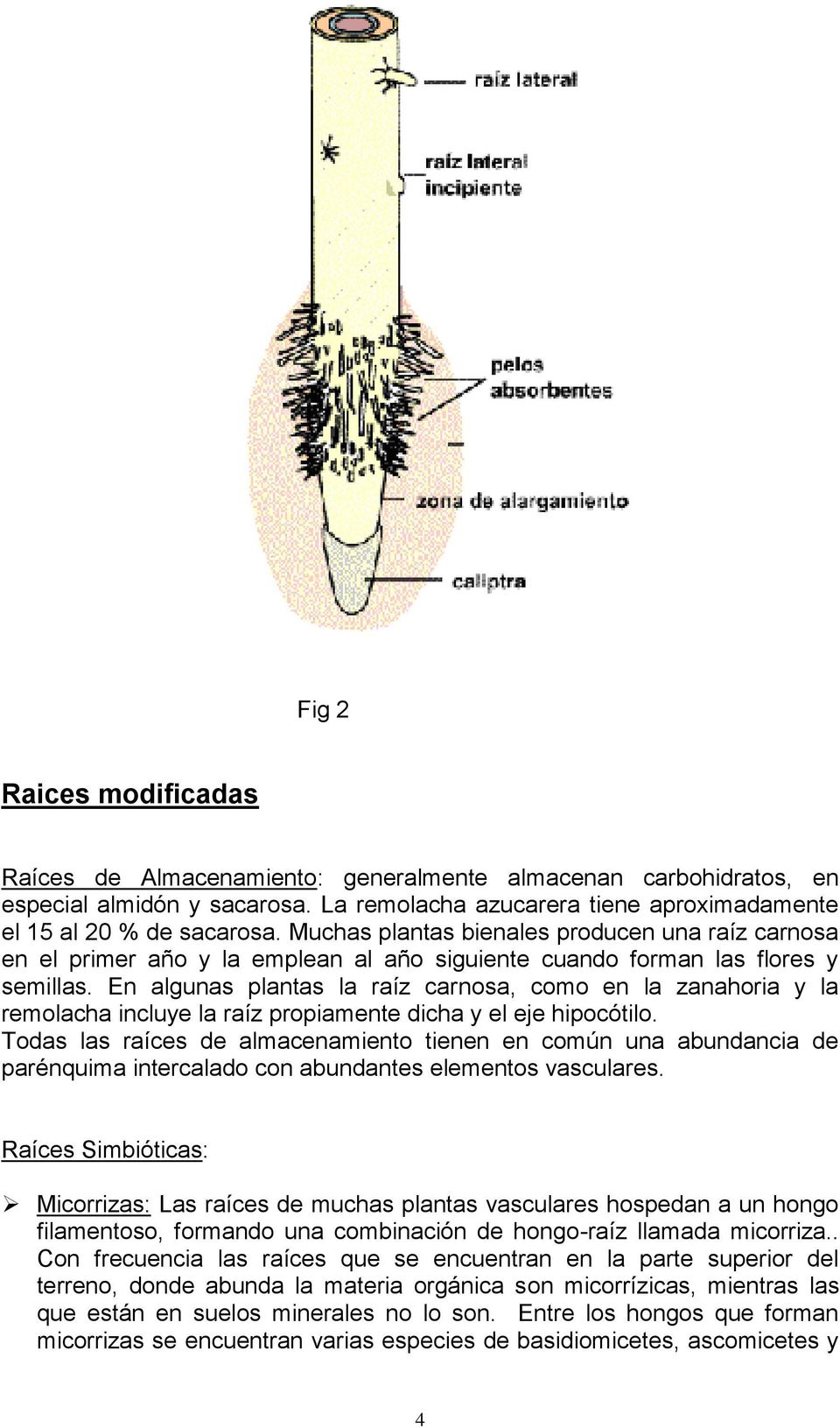 En algunas plantas la raíz carnosa, como en la zanahoria y la remolacha incluye la raíz propiamente dicha y el eje hipocótilo.