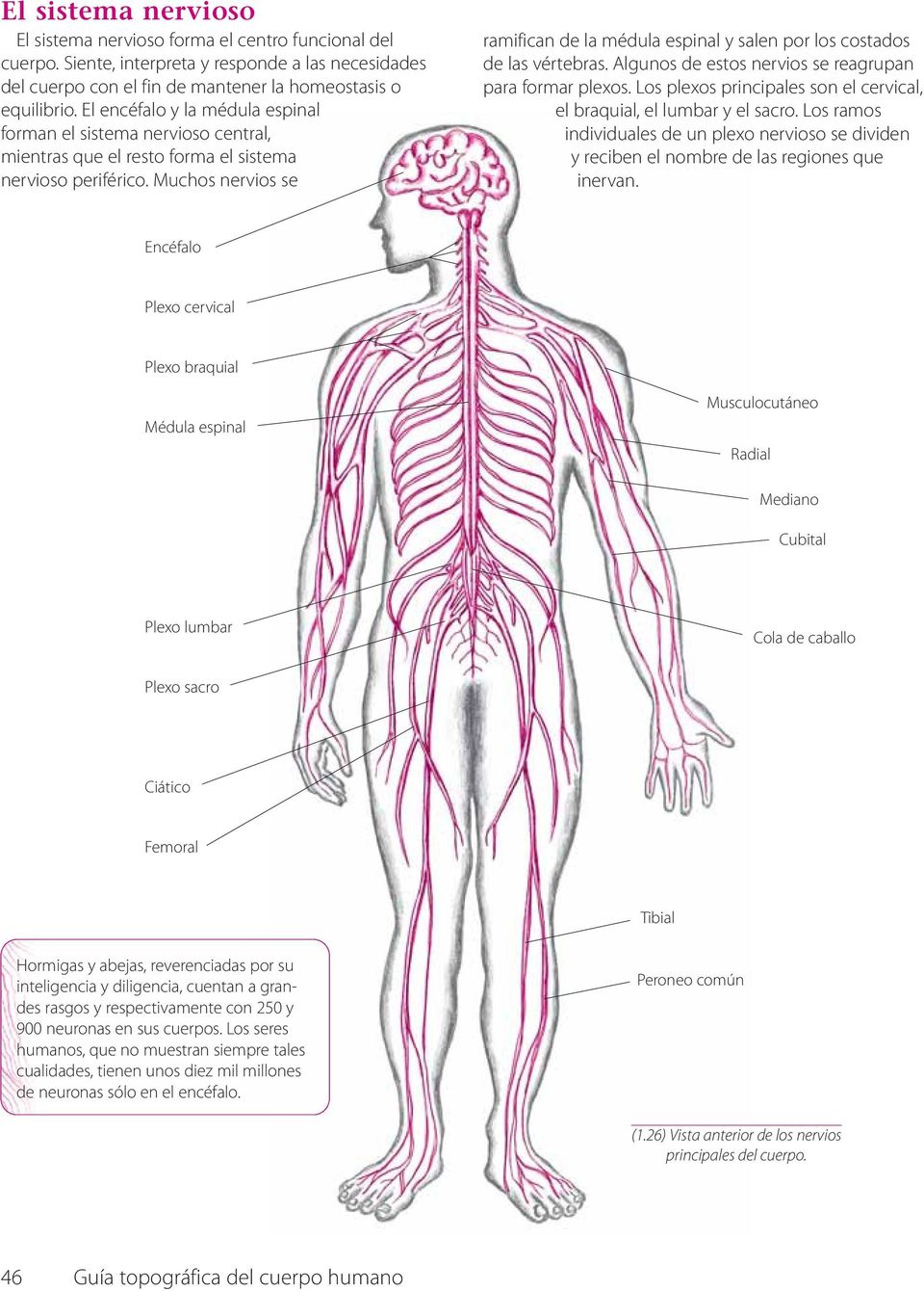 Muchos nervios se ramifican de la médula espinal y salen por los costados de las vértebras. Algunos de estos nervios se reagrupan para formar plexos.