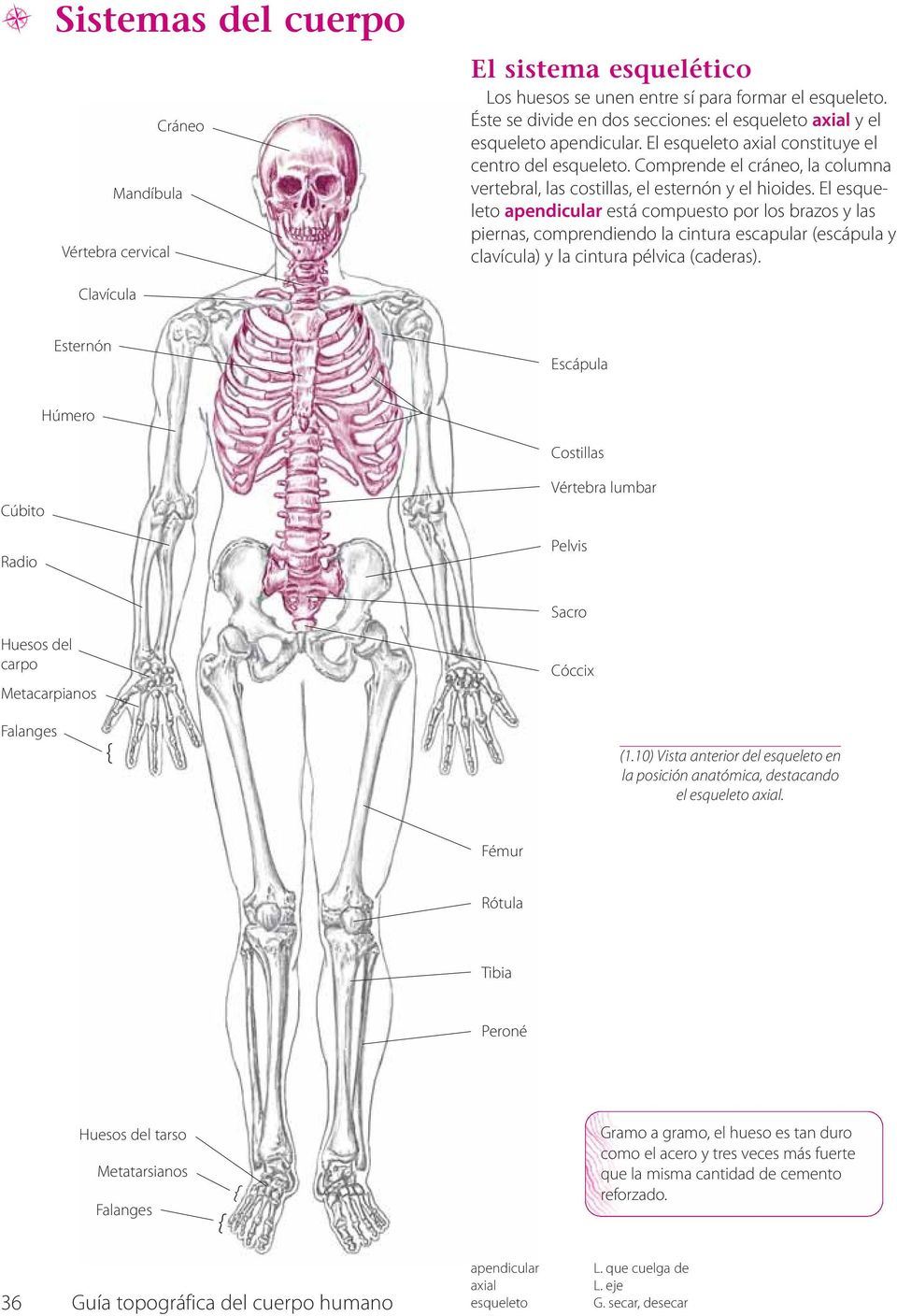 Comprende el cráneo, la columna vertebral, las costillas, el esternón y el hioides.