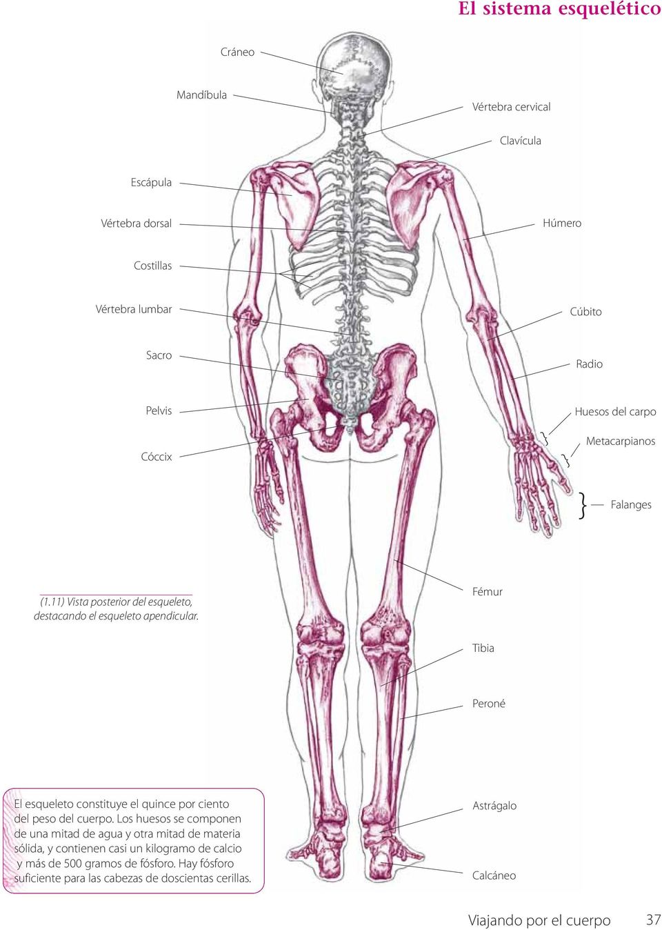 Fémur Tibia Peroné El esqueleto constituye el quince por ciento del peso del cuerpo.