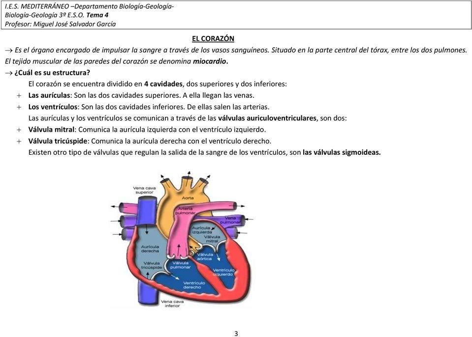 El corazón se encuentra dividido en 4 cavidades, dos superiores y dos inferiores: Las aurículas: Son las dos cavidades superiores. A ella llegan las venas.