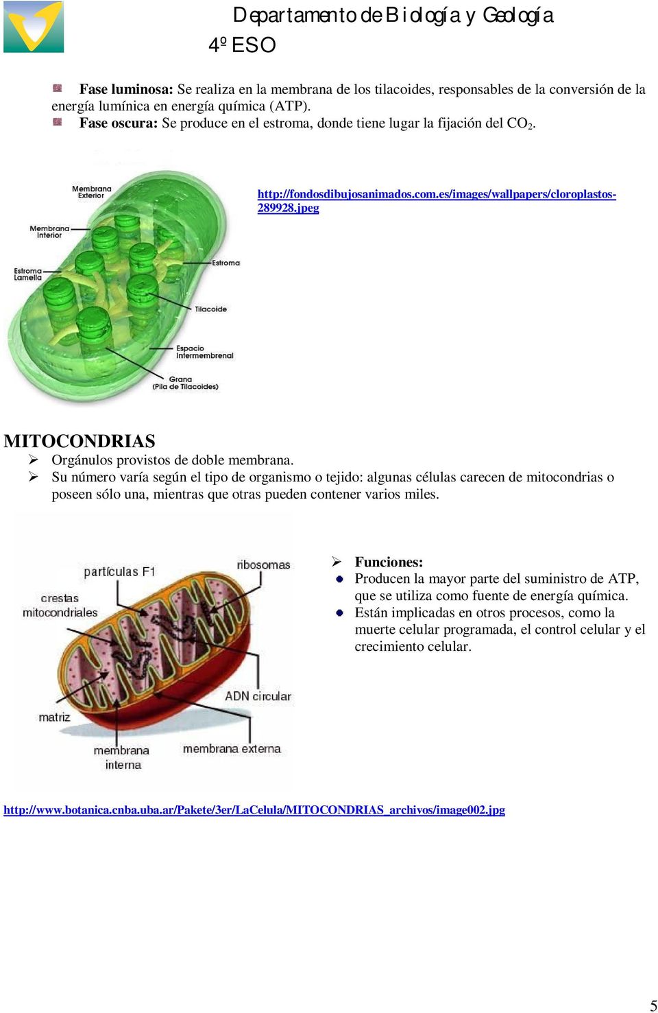jpeg MITOCONDRIAS Orgánulos provistos de doble membrana.