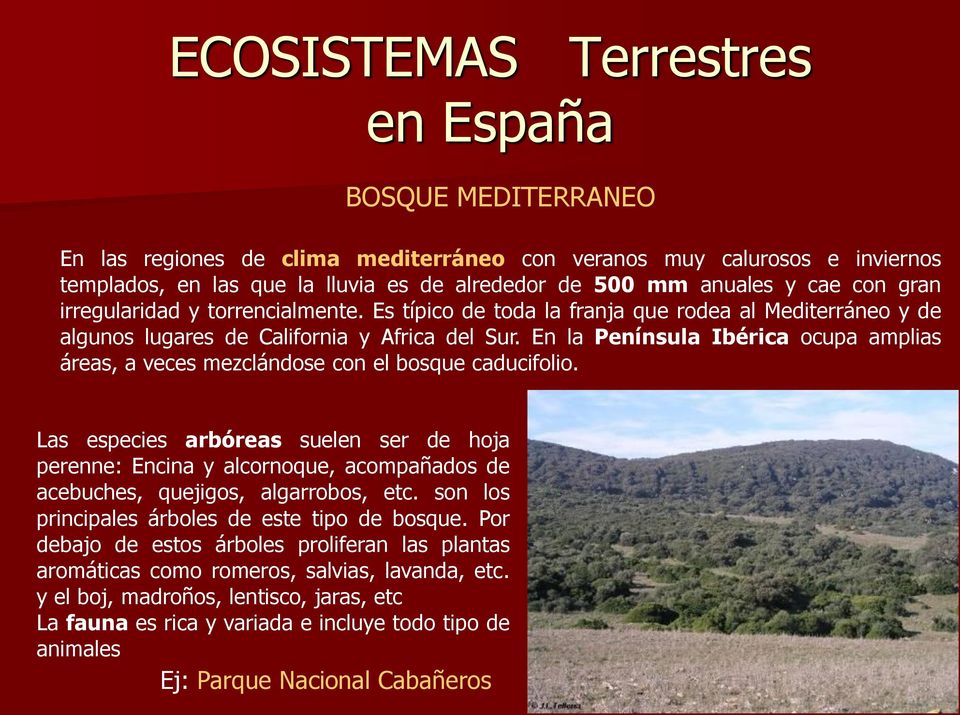 En la Península Ibérica ocupa amplias áreas, a veces mezclándose con el bosque caducifolio.