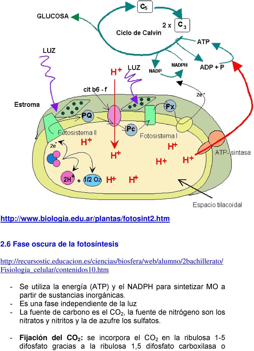 htm - Se utiliza la energía (ATP) y el NADPH para sintetizar MO a partir de sustancias inorgánicas.