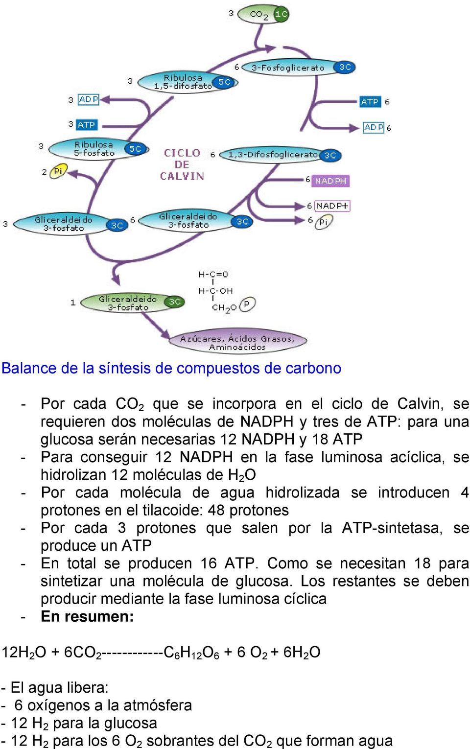 cada 3 protones que salen por la ATP-sintetasa, se produce un ATP - En total se producen 16 ATP. Como se necesitan 18 para sintetizar una molécula de glucosa.