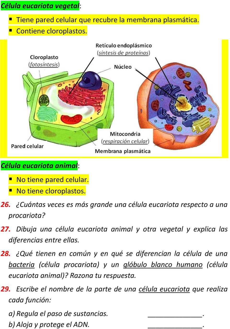 Dibuja una célula eucariota animal y otra vegetal y explica las diferencias entre ellas. 28.