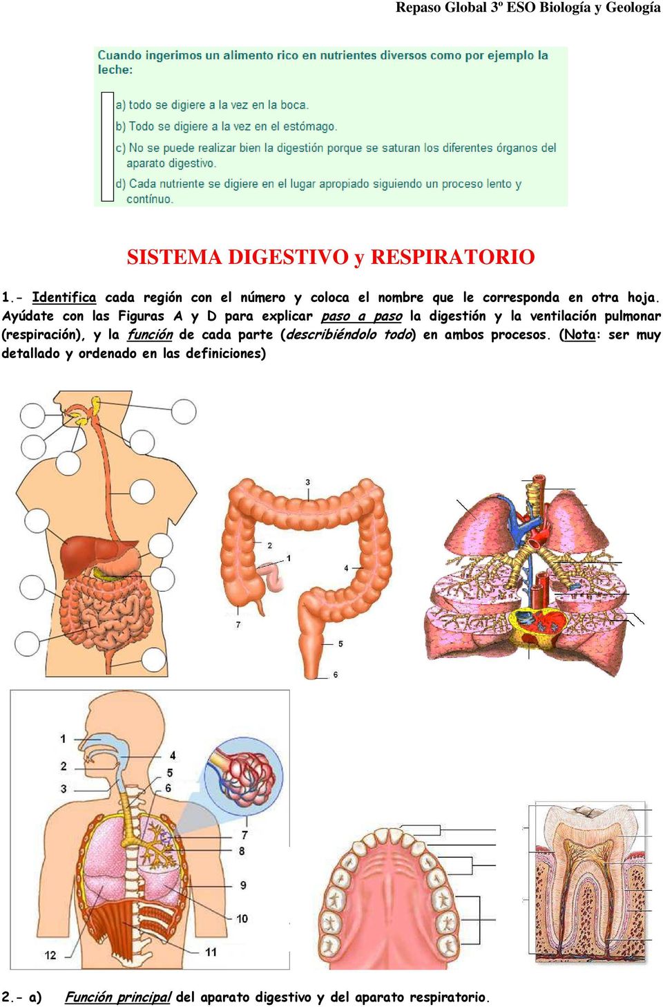Ayúdate con las Figuras A y D para explicar paso a paso la digestión y la ventilación pulmonar