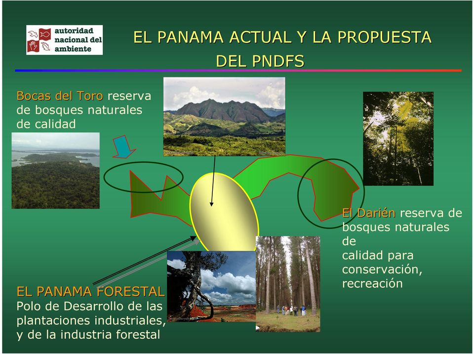 Desarrollo de las plantaciones industriales, y de la industria forestal