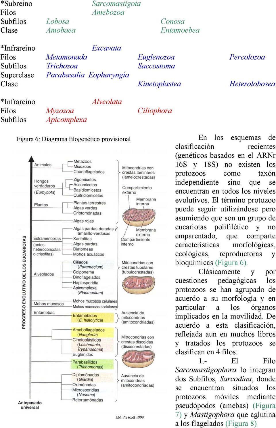esquemas de clasificación recientes (genéticos basados en el ARNr 16S y 18S) no existen los protozoos como taxón independiente sino que se encuentran en todos los niveles evolutivos.