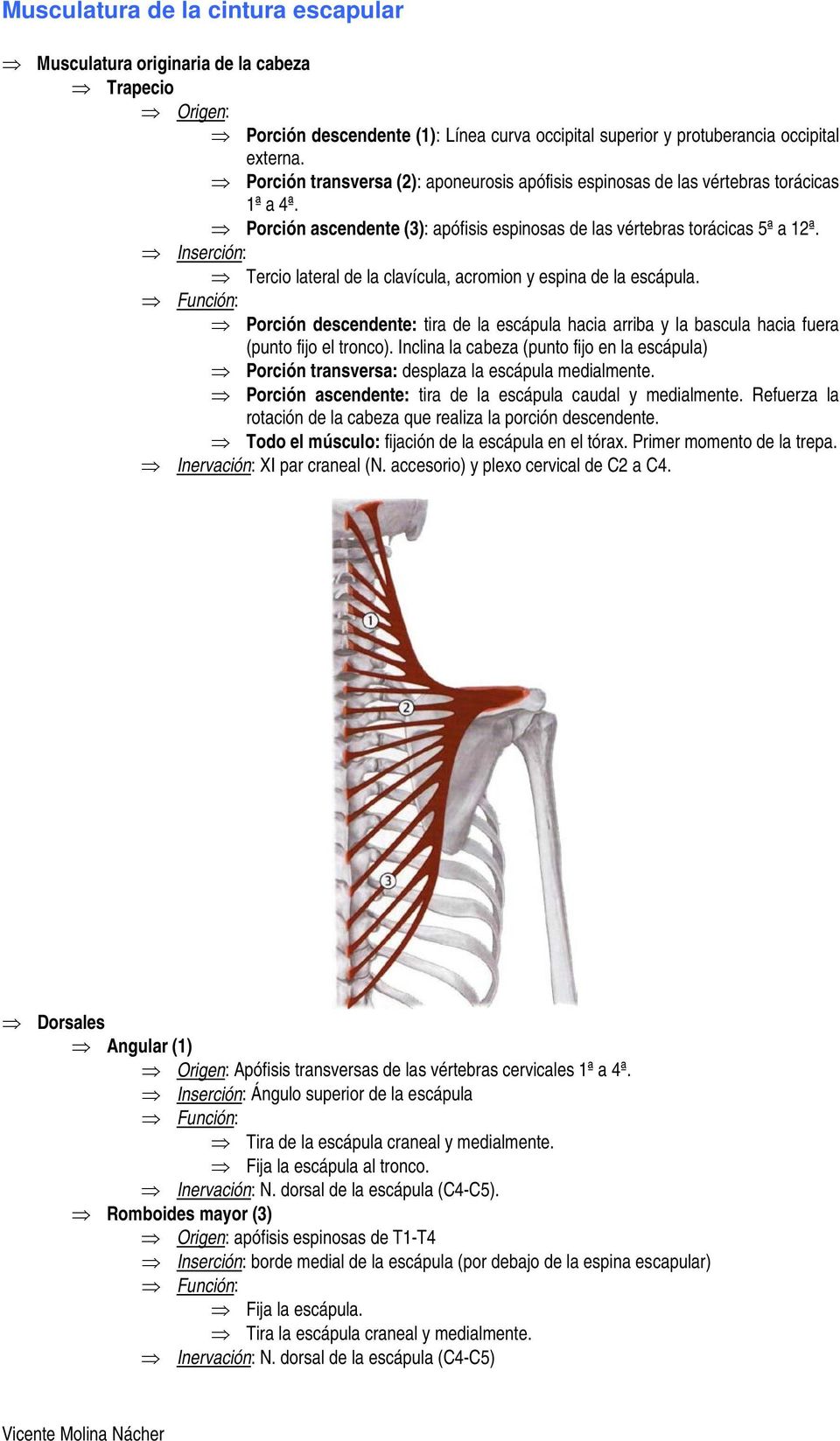 Inserción: Tercio lateral de la clavícula, acromion y espina de la escápula. Porción descendente: tira de la escápula hacia arriba y la bascula hacia fuera (punto fijo el tronco).