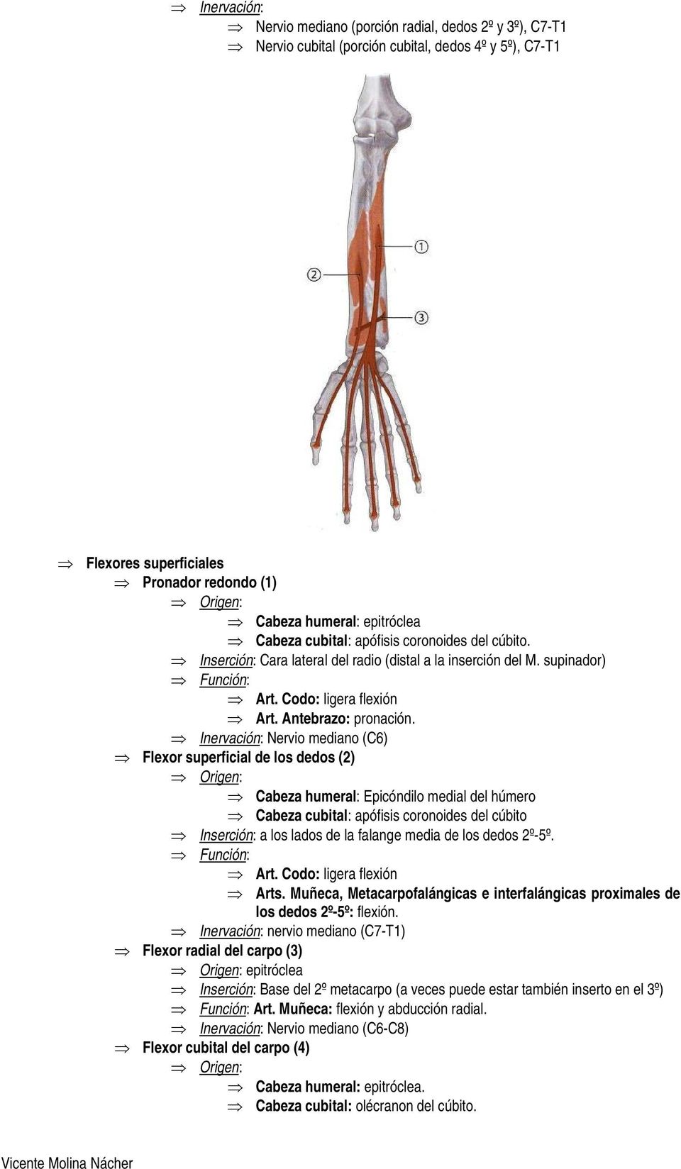 Inervación: Nervio mediano (C6) Flexor superficial de los dedos (2) Cabeza humeral: Epicóndilo medial del húmero Cabeza cubital: apófisis coronoides del cúbito Inserción: a los lados de la falange