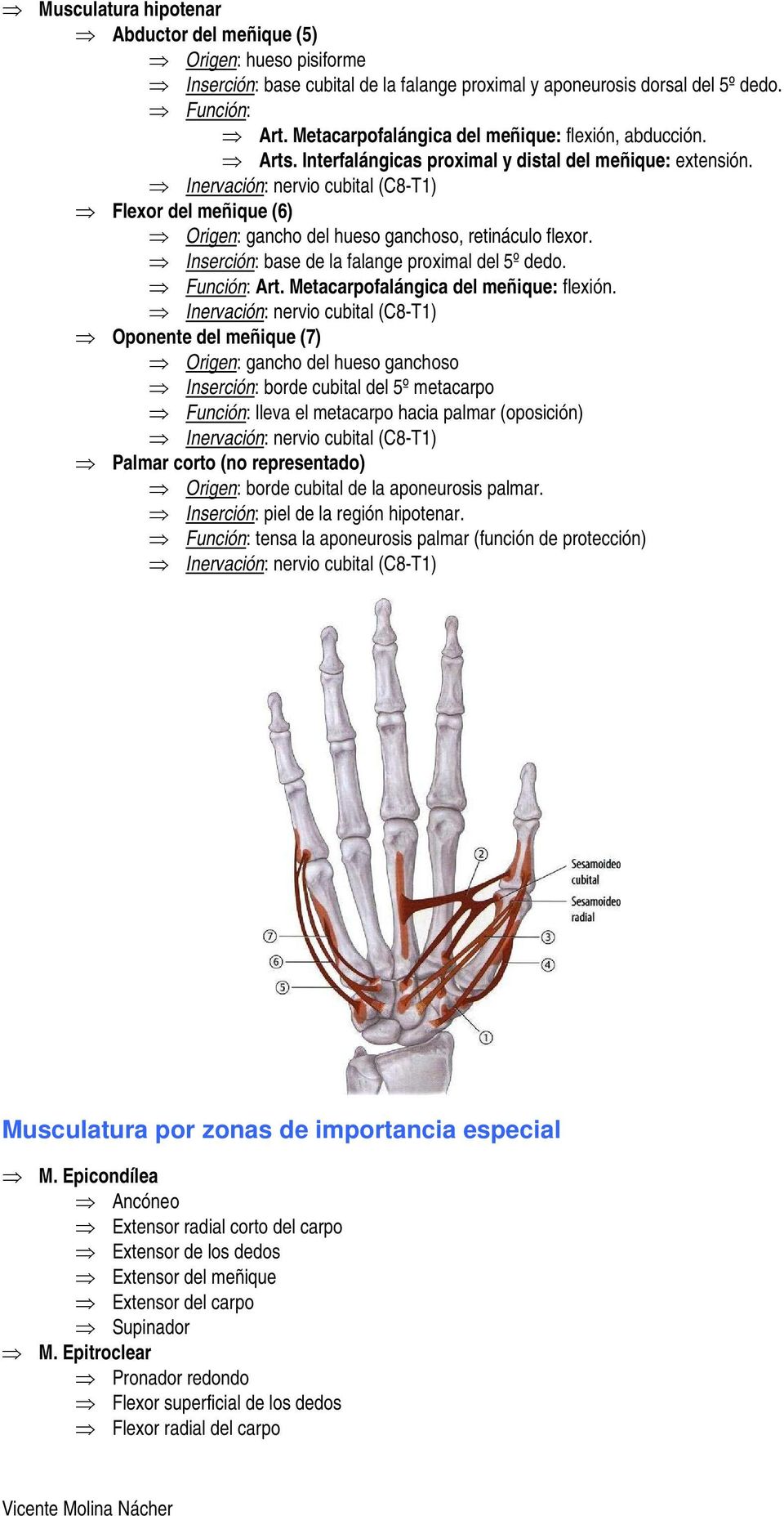 Inserción: base de la falange proximal del 5º dedo. Art. Metacarpofalángica del meñique: flexión.