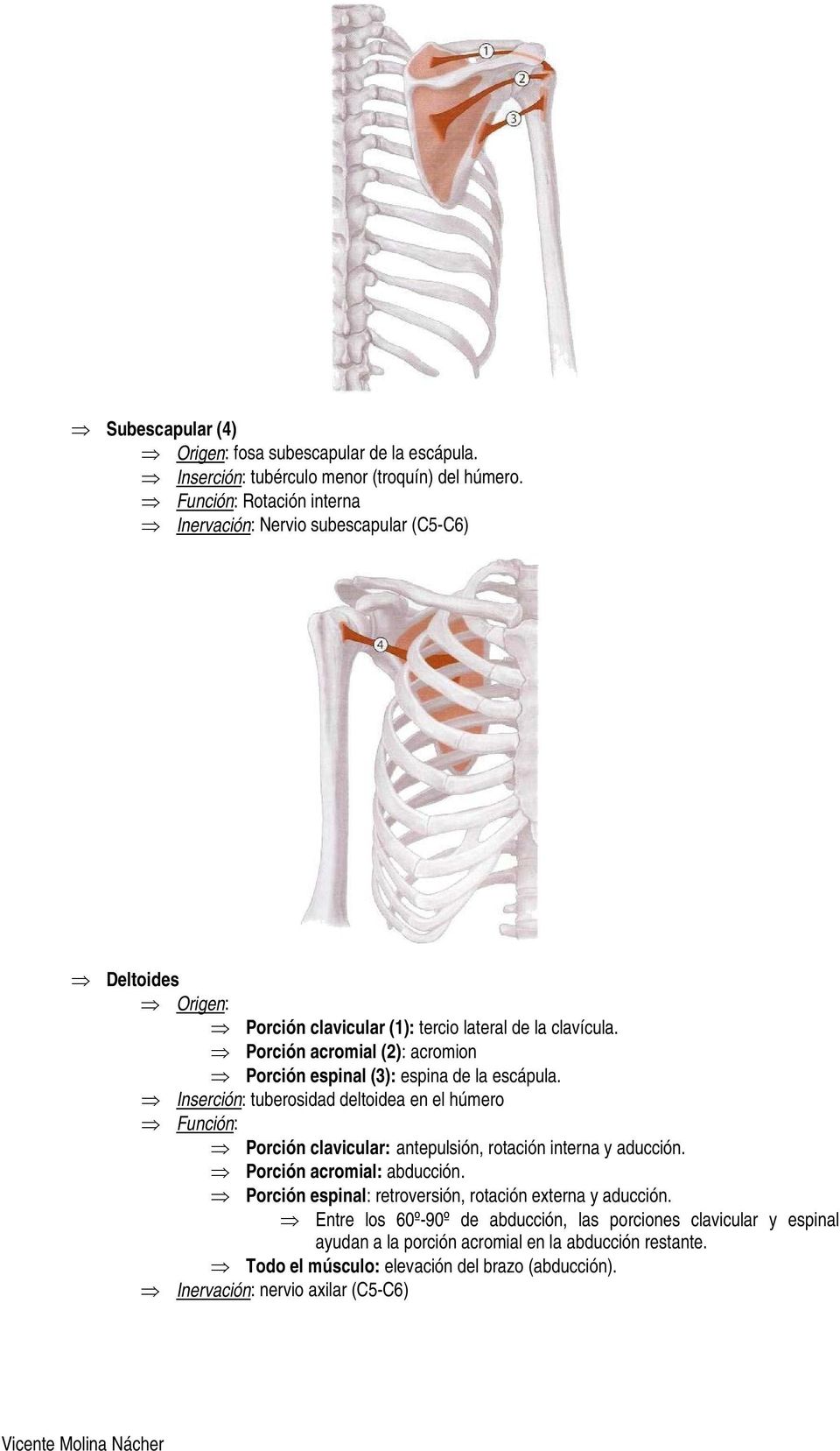 Porción acromial (2): acromion Porción espinal (3): espina de la escápula.