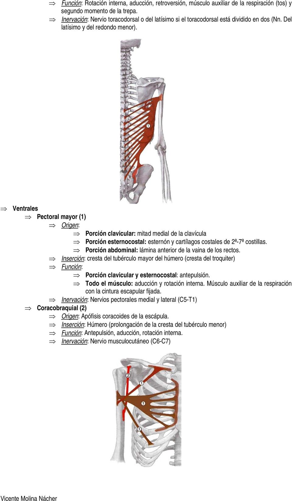 Ventrales Pectoral mayor (1) Porción clavicular: mitad medial de la clavícula Porción esternocostal: esternón y cartílagos costales de 2ª-7ª costillas.