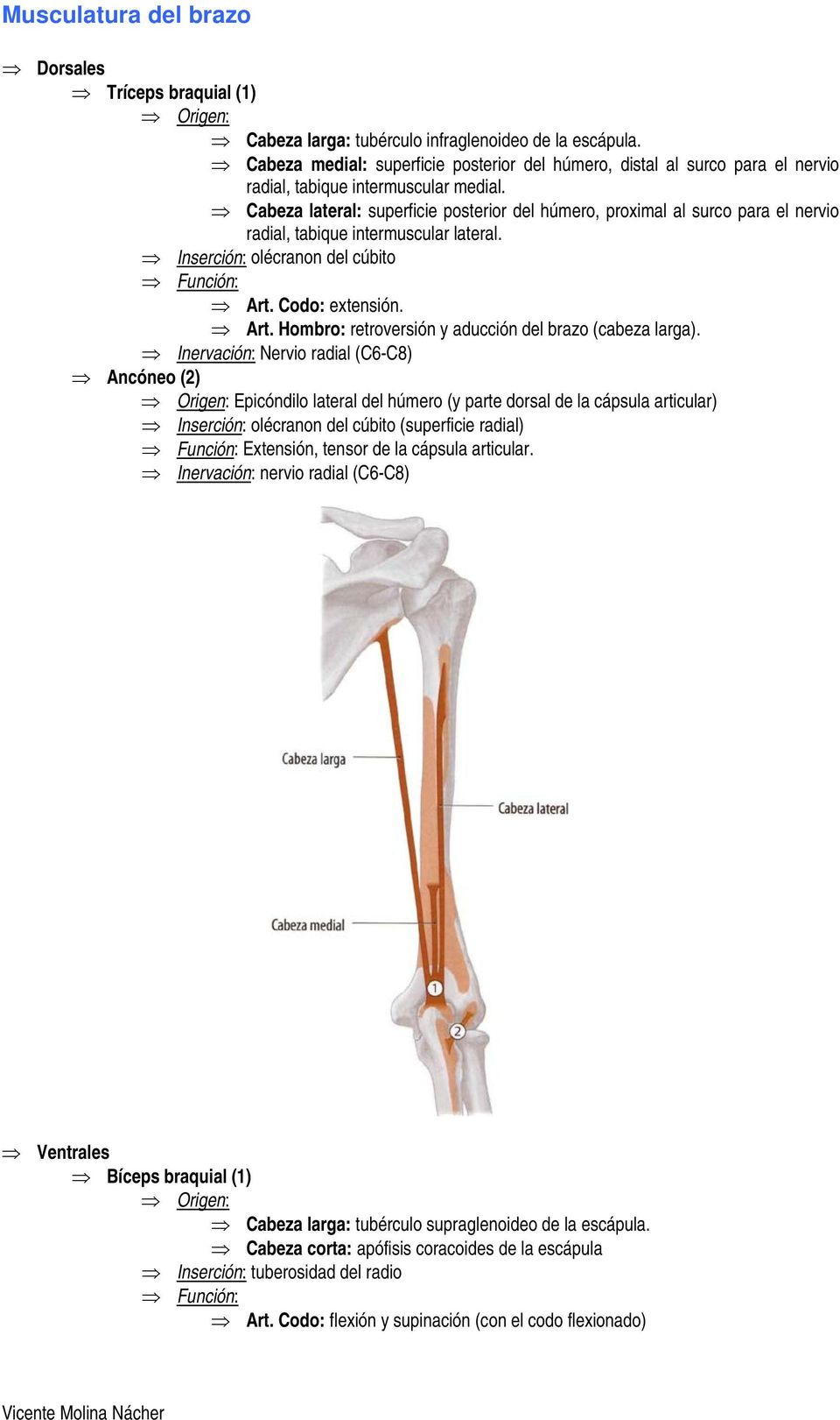 Cabeza lateral: superficie posterior del húmero, proximal al surco para el nervio radial, tabique intermuscular lateral. Inserción: olécranon del cúbito Art.