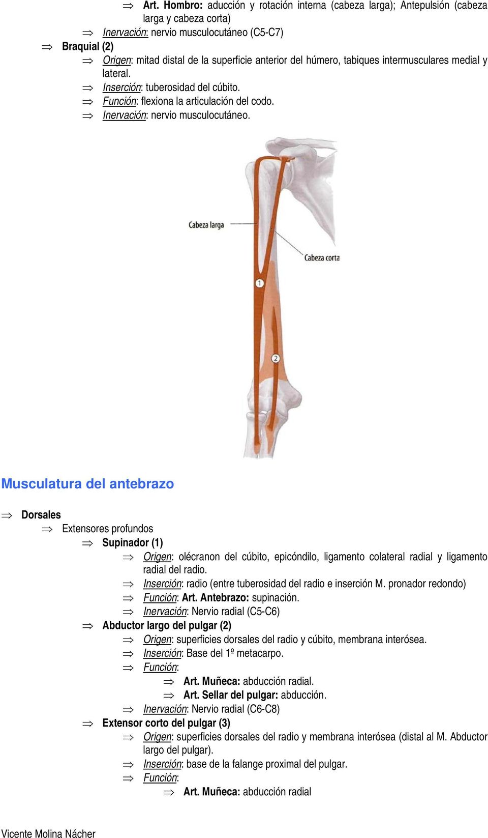 Musculatura del antebrazo Dorsales Extensores profundos Supinador (1) olécranon del cúbito, epicóndilo, ligamento colateral radial y ligamento radial del radio.